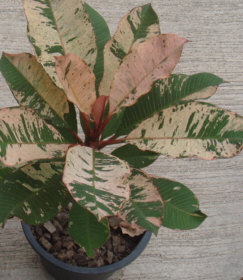 Pluemria Vareigata Red